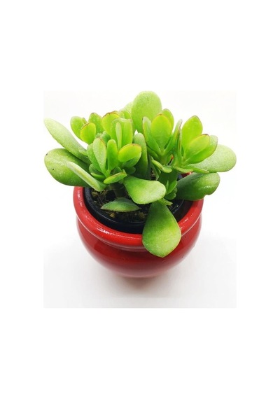 Crassula Ovata, Şans Para Ağacı Fidanı 10-20 Cm
