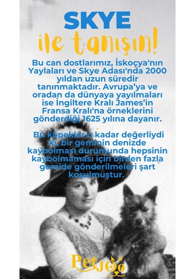 Petjoo 6.Skye Sarı-Mavi Qr'lı Köpek Künyesi