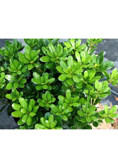 Saksılı Bodur Yıldız Çalısı - Pitos pittosporum Tobira Nana