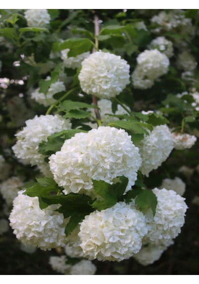 Videoluçınar Kartopu Çiçeği Fidanı 50 60 Cm 1 Adet Tüplü/saksılı Dış Mekan Hydrangea Hortensia