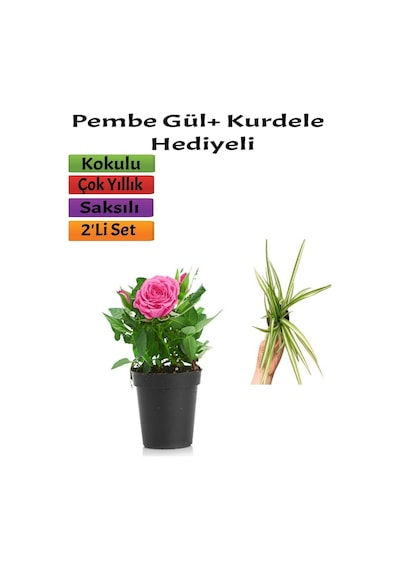 Pembe Gül 10-15 Cm + 5-10 Cm Kurdela Çiçeği Hediyeli Saksılı Dış Mekan Bitkisi