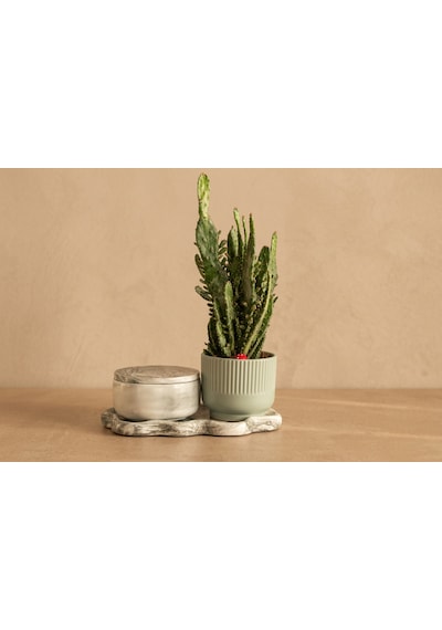 Giselle Mint Ribbed & Opuntia Cactus And Candle Set Mint Yeşili