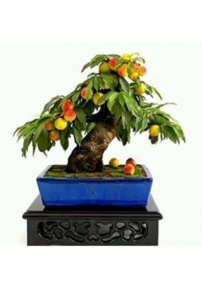 Erik Bonzai Ağacı Tohumu 2 Adet Bonsai Ağacı Tohumu