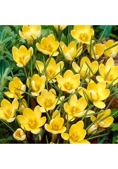 Crocus Romance Sarı Çiğdem Soğanı 15 Adet Soğan