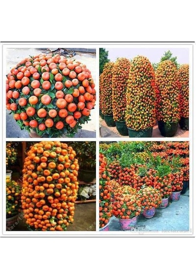 İthal Bodur Mandalina Ağacı Tohumu Ekim Seti 3 Tohum +Saksı+Topra