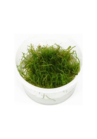 Java Moss Cup Canlı Bitki 4'lü
