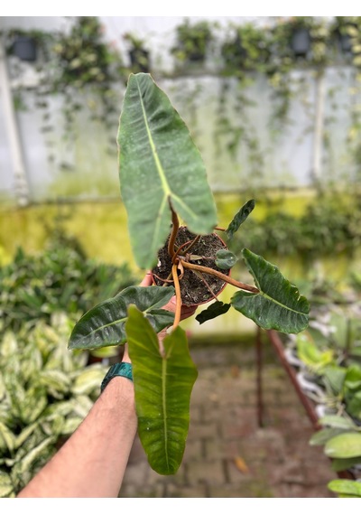 Philodendron Billietiae