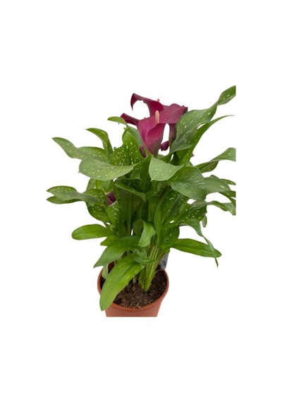 Gala Gelin Çiçeği Kırmızı 15-25 Cm