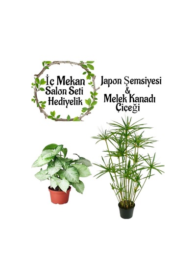 Japon Şemsiyesi 40-60 Cm 1 Adet Saksılı+ Melek Kanadı Bitkisi 40-60cm 1 Adet Saksılı