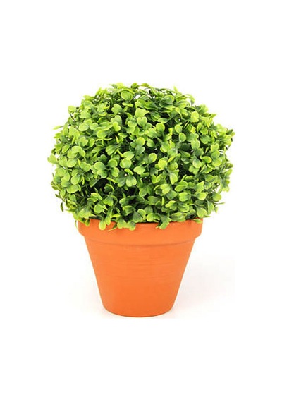 Videolu Çalı Şimşir Peyzaj Bitkisi 30 40cm 1 Adet Saksılı Dış Mekan Buxus Sempervirens