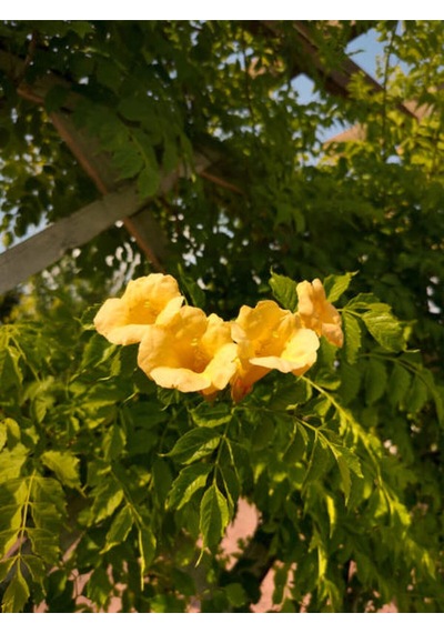 Videolu Sarı Acem Borusu Çiçeği Fidanı 40-60 Cm Saksılı Çiçekli Bodur Bitkiler Campsis Grandiflora