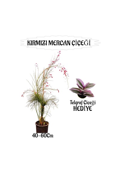 Kırmızı Mercan Çiçeği 1 Adet+kırmızı Ortan Çiçeği 1 Adet Sakıslı+tül Çiçeği Hediye Teras Bitkisi