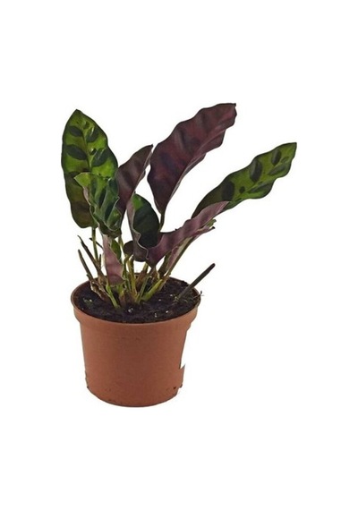 Mini Calathea Lancifolia Dua Çiçeği Fidanı 10-20 Cm