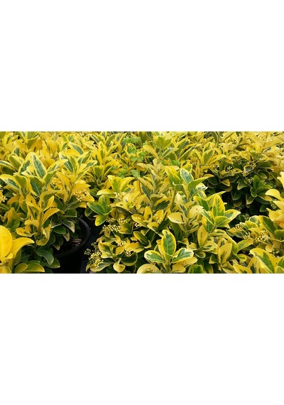 Gold Taflan Fidanı 20-40 Cm altuni Taflan Euonymus Japonica