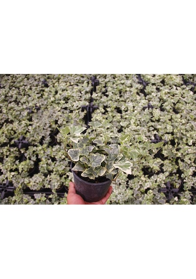 Küçük Yapraklı Hedera Sarmaşık 5 Adet N11.26785