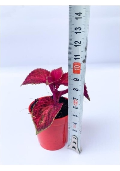 Red Coleus Mini Yaprak Güzeli Kolyoz Çiçeği 10-20 Cm
