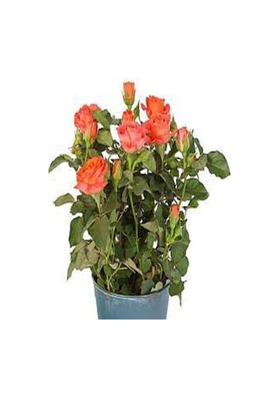 1 Adet Narçiçeği Yediveren Kokulu Gül Fidanı Saksılı 50-80cm Pomegranate Blossom Rose