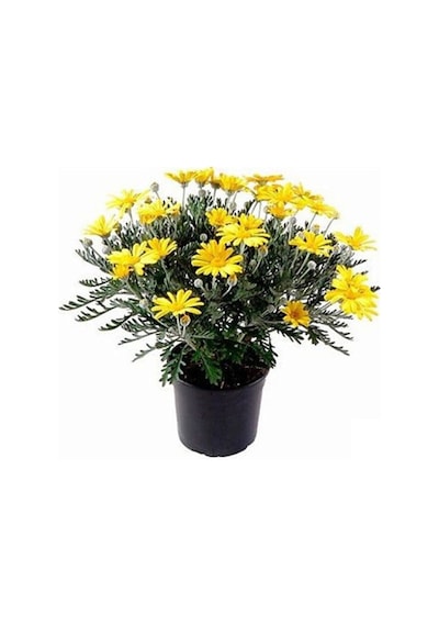 Videolu Sarı Çalı Papatyası 25-40 Cm Saksılı Çiçekli Bodur Bitkiler Euryops Pectinatus