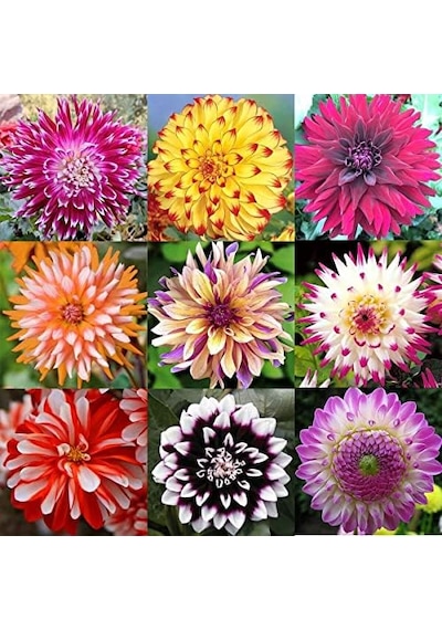 104 Adet Bodur Yıldız Dahlia Çiçeği Yumrusu Yumru Boyu 9 Cm . Yeni Mahsul.çiçekli Boyu 45 Cm.