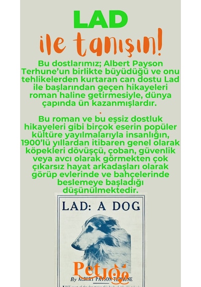 Petjoo 23.Lad Turuncu-Yeşil Qr'lı Köpek Künyesi