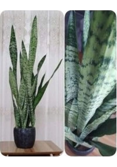 Peygamber Kılıç Çiçeği Sansevaria Paşa Kılıcı 10-20 Cm