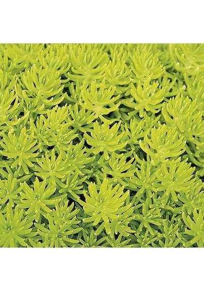 Sarı Sedum - Stonecrop Askılı Saksıda