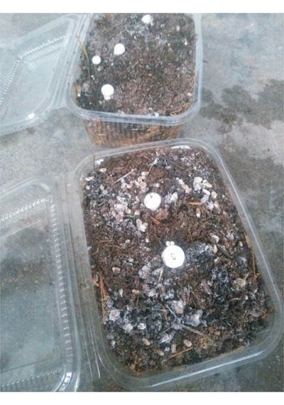 Kültür Mantarı Tohumu Ekili Deneme Hobi Kiti
