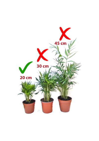 Chamaedorea Elegans Dağ Palmiyesi