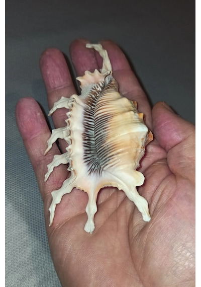 Scorpion Conch Akrep Deniz Kabuğu 10sc