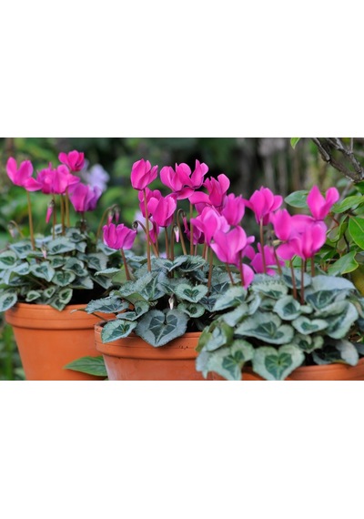 Sıklamen(Cyclamen) 5’li Karışık Renklerde