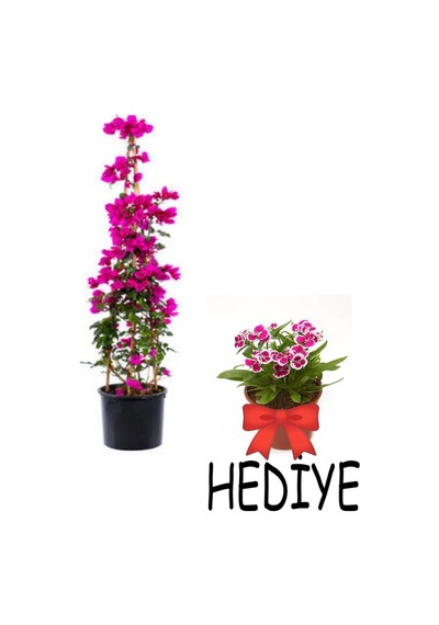 Videolu Öğretmenler Gününe Özel Hüsnüyusuf Hediyeli Begonvil 30 40cm 1adet Saksılı Bougainvillea