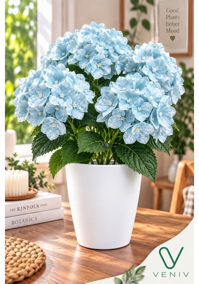 Saksılı Yapay Ortanca Çiçeği 40-45 Cm Dekoratif Yapay Çiçek Beyaz Saksılı Ev Ofis Dekorasyonu Diğer