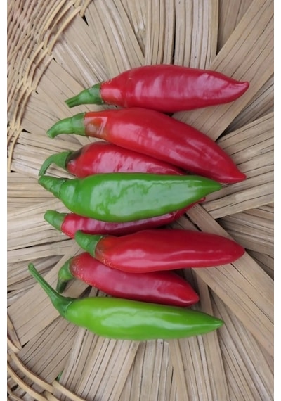 Turşuluk Balık Biberi Tohumu 10 Gr