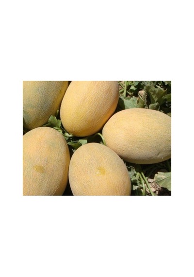 Doğal Kavun Tohumu - Ananas Çeşidi