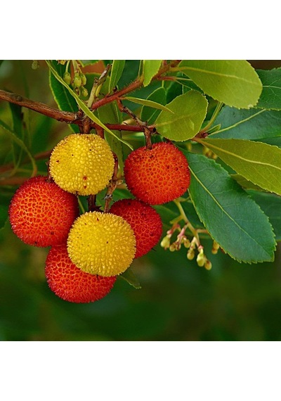 Kocayemiş Arbutus Unedo Fidanı 2 Adet