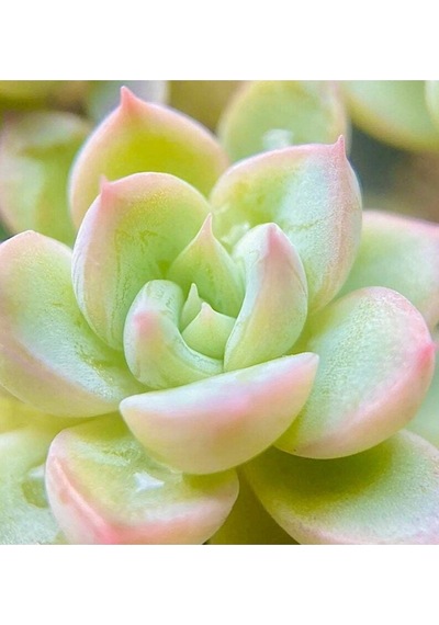 10 Adet Echeveria Shadow Succulent Tohumu