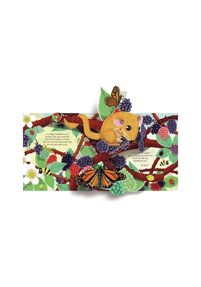 Pop-Up Nature - Anna Milbourne - Usborne