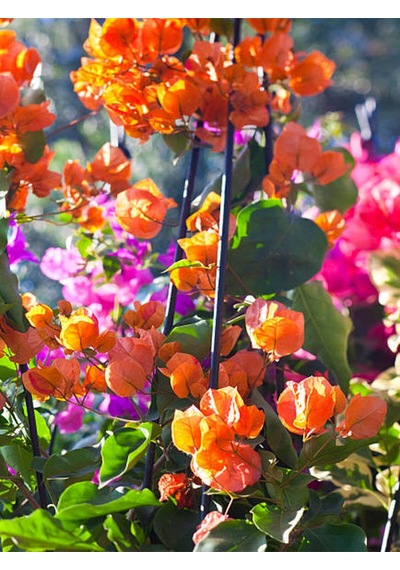 Videolu Turuncu Sarmaşık Begonvil 40 70 Cm 1 Adet Saksılı Çiçekli Bitki Bougainvillea