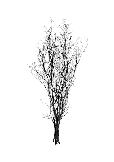 Euro Flora Kuru Bitki Siyah Gürgen Dalı 60 - 80 Cm