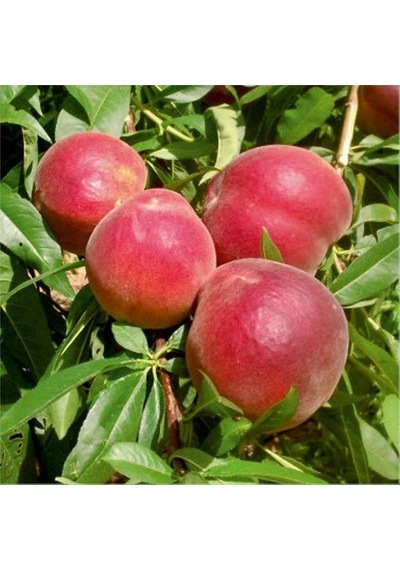 Tüplü Sugar Vista Rich Şeftali Fidanı