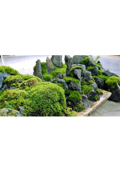 KAYA YOSUNU MOSS 2000 cm²  - TERARYUM ZEMİNİ CANLI YOSUN