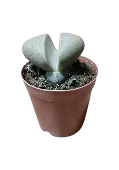 Serada Decor Plant Pleiospilos Nelii Lithops Beyaz Çiçek Açan Taş Kaktüs Yaşayan Taşlar