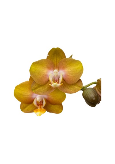 Phalaenopsis 'las Vegas' Sarı Orkide Ø12 Cm 45-50 Cm