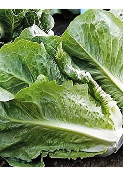 Agrodal Tarım Ata Tohumu Marul Yedıkule 1000 Adet Tohum