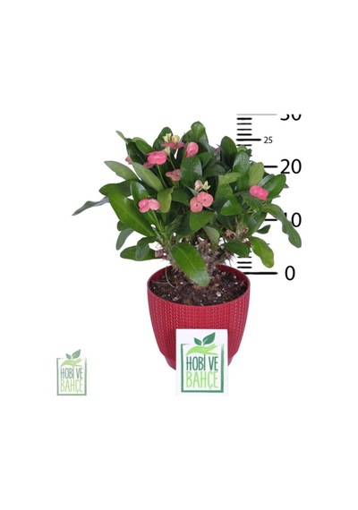 Dikenler Tacı Çiçekli Hediyelik Fidan 20-30cm