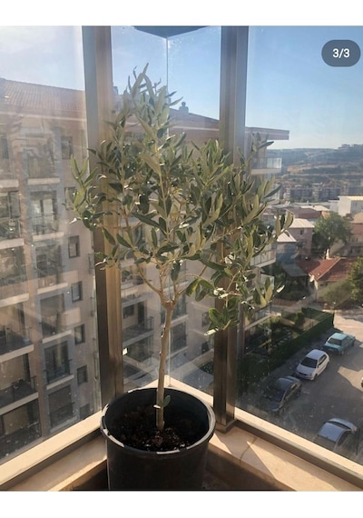 Tijli Zeytin Ağacı 80-100 Cm Diğer