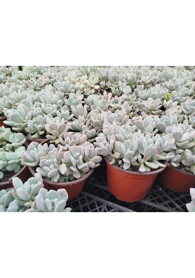 Pachyphytum Oviferum 3 Adet - Büyük Boy Yetişkin Sukulent