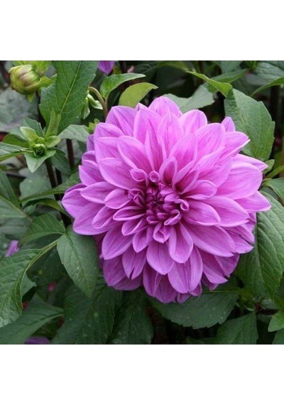 Dalia Fidanı 20 Cm 40 Cm
