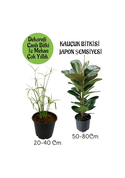 Japon Şemsiyesi 1 Adet Saksılı+yeşil Kauçuk Bitkisi1 Adet Saksılı Salon Seti