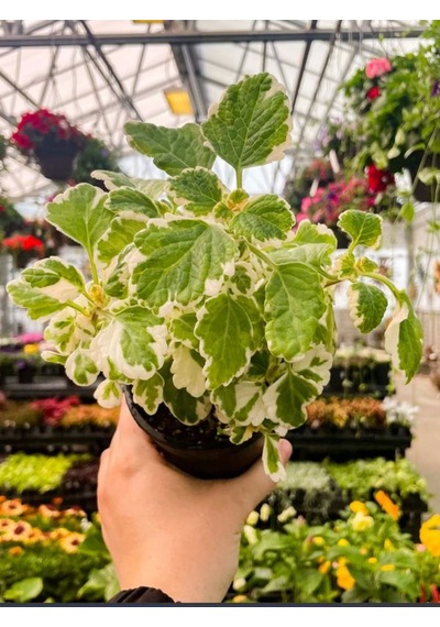 Adaçayı Kokulu Çiçek Plectranthus Forsteri 1 Adet Saksılı 10-20cm